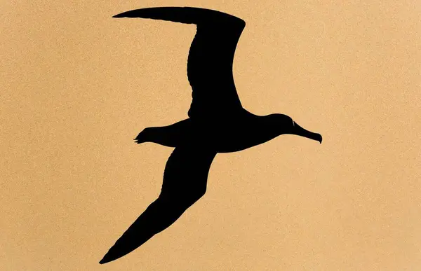 Kuş albatrosunun siluetleri, albatros siluet vektör çizimi
