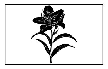 Asya Zambağı Çiçeği Siluet Vektörü - Botanik İllüstrasyon ve Clipart.