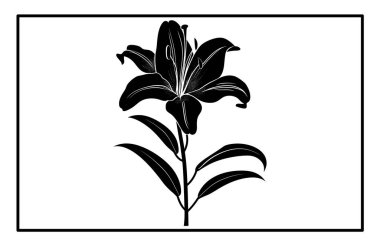 Asya Zambağı Çiçeği Siluet Vektörü - Botanik İllüstrasyon ve Clipart.