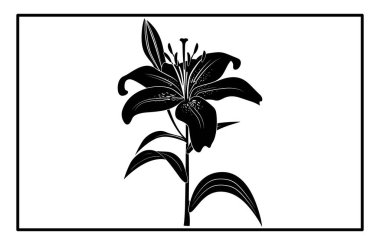 Asya Zambağı Çiçeği Siluet Vektörü - Botanik İllüstrasyon ve Clipart.