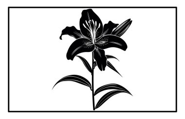 Asya Zambağı Çiçeği Siluet Vektörü - Botanik İllüstrasyon ve Clipart.