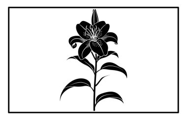 Asya Zambağı Çiçeği Siluet Vektörü - Botanik İllüstrasyon ve Clipart.