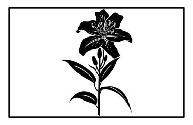 Asya Zambağı Çiçeği Siluet Vektörü - Botanik İllüstrasyon ve Clipart.