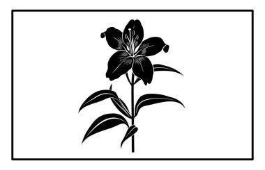 Asya Zambağı Çiçeği Siluet Vektörü - Botanik İllüstrasyon ve Clipart.