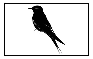 Uçan bir kuş sürüsü, uçan siluetleri yutar, gökyüzünde bir grup kuş