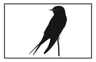 Uçan bir kuş sürüsü, uçan siluetleri yutar, gökyüzünde bir grup kuş