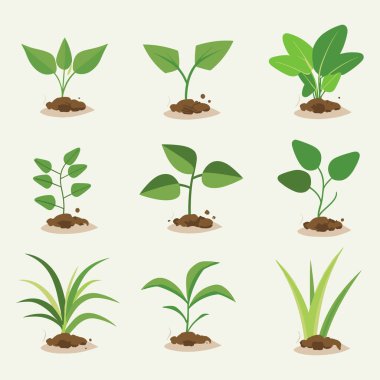 Çiçekler ve bitkiler tohumlama işlemi düz simgeler izole vektör illüstrasyonunu ayarlar