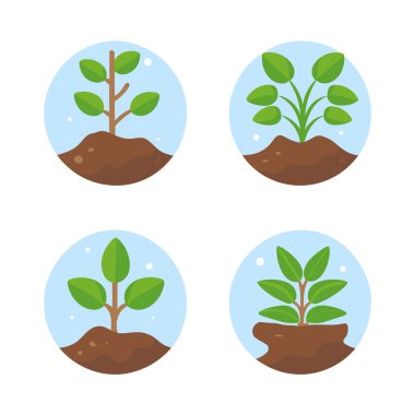 Büyüyen bitkilerin vektör illüstrasyonları ya da bitki yetiştirme tohumlarının bir koleksiyonu