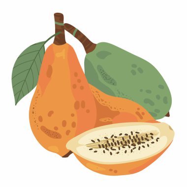 Olgun papaya meyvesi ve yarısı beyaz arka planda. Carica papaya, papaw veya pawpaw ikonu. Düz stil tropikal egzotik meyvelerin vektör çizimi.