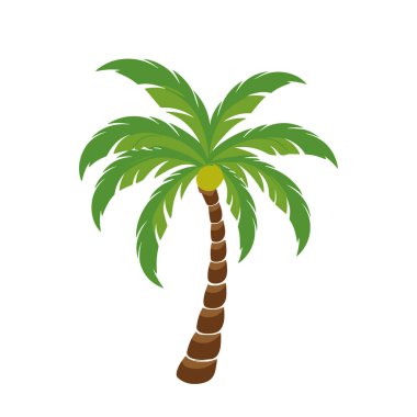 coconut tree vector, Palm tree Isolated flat vector illustration clipart