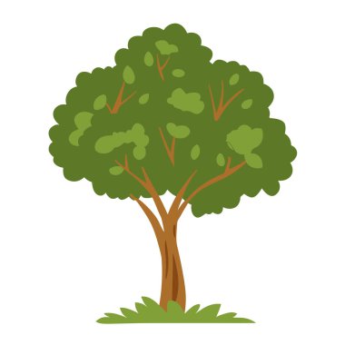 Jackfruit ağacı vektörü. Hickory Tree beyaz bir arkaplanda izole edildi