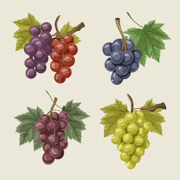 Vektör üzüm ikonu, beyaz arkaplandan izole edilmiş yapraklı mor meyve çizimi, düz çizgi film tarzında şarap üzümü logosu sembolü