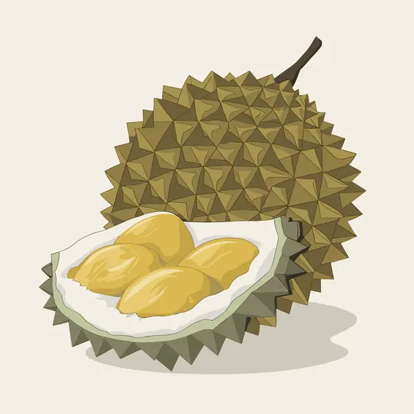 Stock vector Vector illustration of durian fruit, a fruit that has been called the king of fruits in Southeast Asia. isolated on a white background.