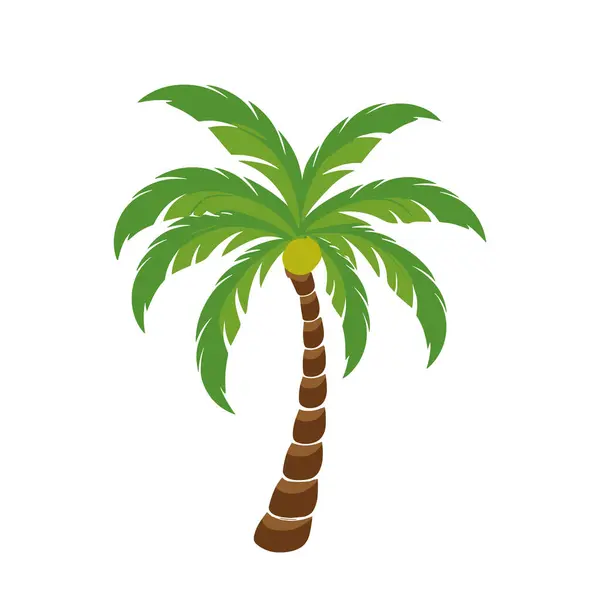 Hindistan cevizi ağacı vektörü, palmiye ağacı izole edilmiş düz vektör çizimi