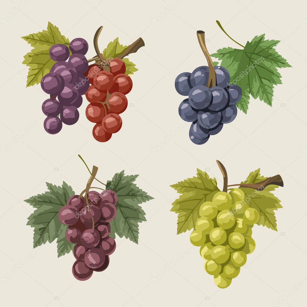 Vector grape icon, illustration of purple fruit with leaf isolated of white background, wine grape logo symbol in flat cartoon style