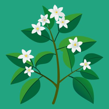 Sampaguita yasemin beyaz çiçek ve yeşil yapraklar - Vektör illüstrasyonu