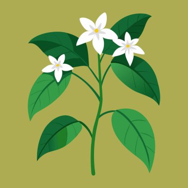 Sampaguita yasemin beyaz çiçek ve yeşil yapraklar - Vektör illüstrasyonu