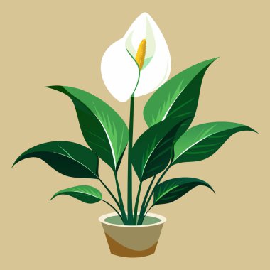Barış zambağı ya da spathiphyllum bitkisi ikonu. Çiçek saksısındaki dekoratif ev bitkisi beyaz arka planda izole edilmiş. Ev veya ofis tasarımı için düz veya çizgi film vektör çizimi.