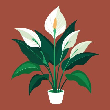 Barış zambağı ya da spathiphyllum bitkisi ikonu. Çiçek saksısındaki dekoratif ev bitkisi beyaz arka planda izole edilmiş. Ev veya ofis tasarımı için düz veya çizgi film vektör çizimi.