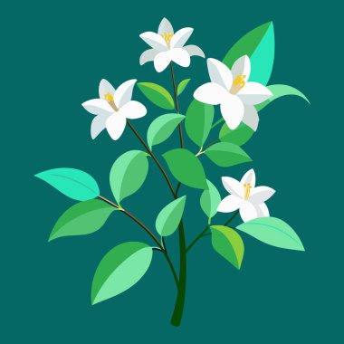 Sampaguita yasemin beyaz çiçek ve yeşil yapraklar - Vektör illüstrasyonu