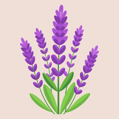 Taze kokulu lavanta çiçeği demeti, gerçekçi ikon izole vektör çizimi. Lavanta ve gerçek lavanta da bahçe lavantası, yaygın ve dar yapraklı lavanta..