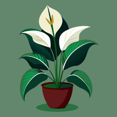 Barış zambağı ya da spathiphyllum bitkisi ikonu. Çiçek saksısındaki dekoratif ev bitkisi beyaz arka planda izole edilmiş. Ev veya ofis tasarımı için düz veya çizgi film vektör çizimi.