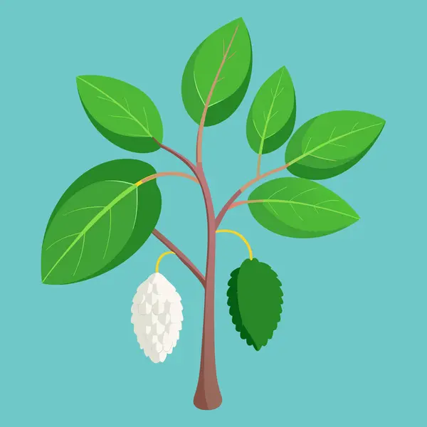 Meyve ağacı çizimi, meyveli küçük bitki, morus alba,