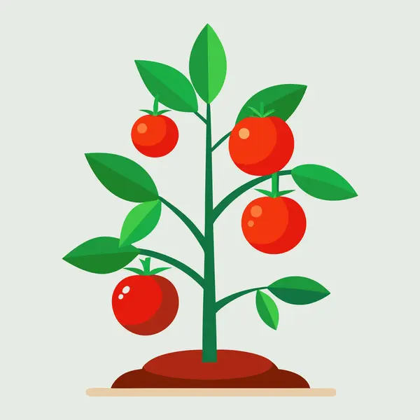 Domates bitkisi, domates bitkisi illüstrasyon vektörü beyaz arkaplanda izole edilmiş