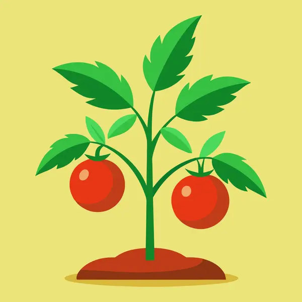 Domates bitkisi, domates bitkisi illüstrasyon vektörü beyaz arkaplanda izole edilmiş