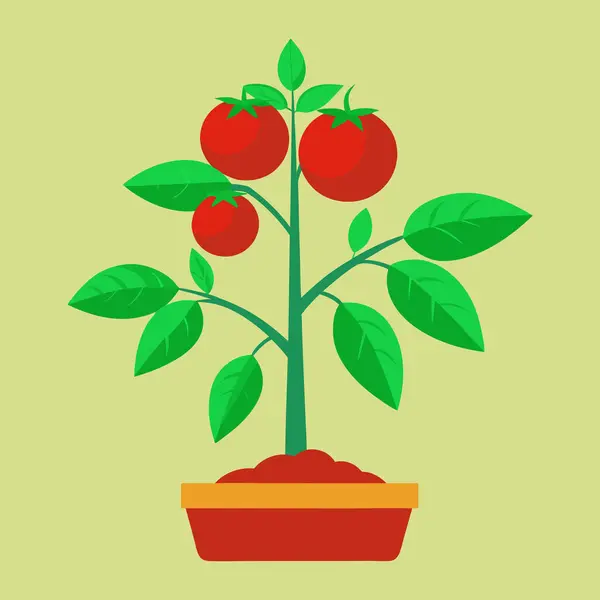 Domates bitkisi, domates bitkisi illüstrasyon vektörü beyaz arkaplanda izole edilmiş
