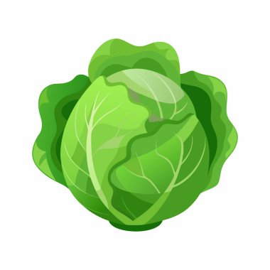 Taze Yeşil Lahana Kafa İllüstrasyonu