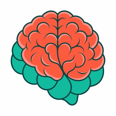 İnsan Beyninin Anatomik İllüstrasyonu