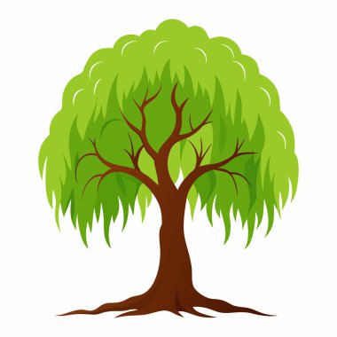 Japon Söğüt Ağacı Vektör Sanatı (124; Botanik Tasarım için Salix Integra Bitki İllüstrasyonu