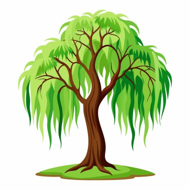 Japon Söğüt Ağacı Vektör Sanatı (124; Botanik Tasarım için Salix Integra Bitki İllüstrasyonu