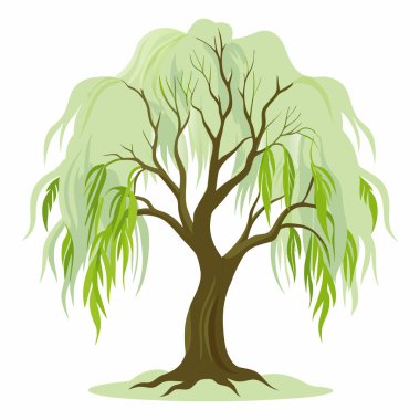 Beyaz Arkaplan üzerinde izole edilmiş Willow Tree Çizimi; Beyaz Arkaplanda izole edilmiş Salix Integra Ağaç Resimleri