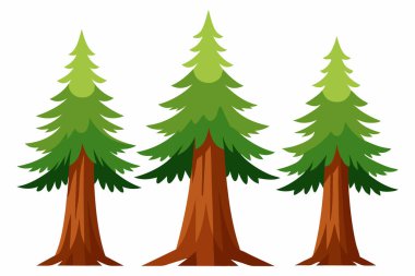 Beyaz Arkaplanda Doğu Beyaz Çam Ağacı Resmini Ayır