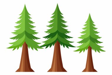 Beyaz Arkaplanda Doğu Beyaz Çam Ağacı Resmini Ayır