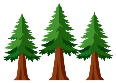 Beyaz Arkaplanda Doğu Beyaz Çam Ağacı Resmini Ayır