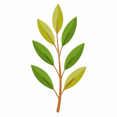 Beyaz arkaplanda yeşil yaprak izole edildi