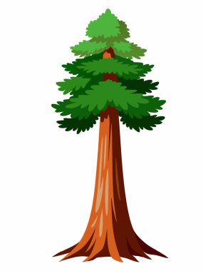 Beyaz Arkaplan Üzerine Dev Sequoia Ağacı ResimleriName