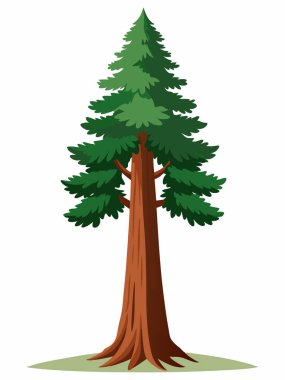 Beyaz Arkaplan Üzerine Dev Sequoia Ağacı ResimleriName