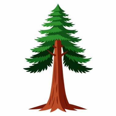 Beyaz Arkaplan 'da Sahil Sekoya Ağaçları, 124' te Dev Ağaç İzole Edildi.