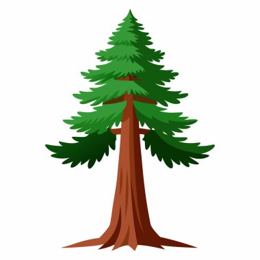 Beyaz Arkaplan 'da Sahil Sekoya Ağaçları, 124' te Dev Ağaç İzole Edildi.