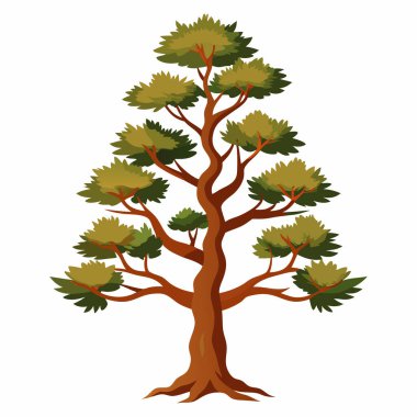 Beyaz Arkaplan 'da Bristlecone Çam Ağacı, Beyaz Arkaplanda Antik Bristlecone Çamı  