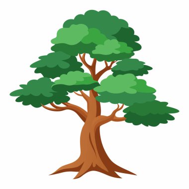 Beyaz Arkaplan 'da Bristlecone Çam Ağacı, Beyaz Arkaplanda Antik Bristlecone Çamı  