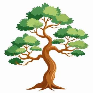 Beyaz Arkaplan 'da Bristlecone Çam Ağacı, Beyaz Arkaplanda Antik Bristlecone Çamı  