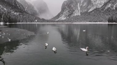 Vahşi kuğular kışın İtalya dağlarındaki bir gölde yüzerler. Dobbiaco Gölü. Yüksek kalite 4k görüntü