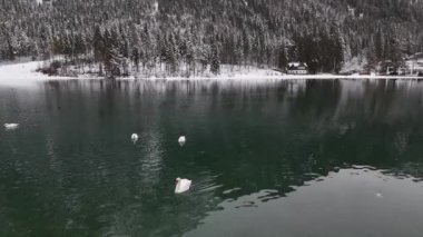 Vahşi kuğular kışın İtalya dağlarındaki bir gölde yüzerler. Dobbiaco Gölü. Yüksek kalite 4k görüntü