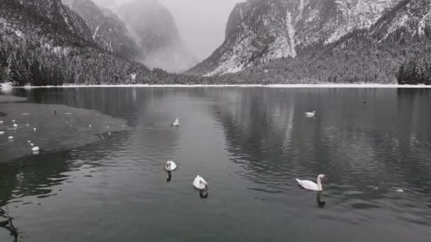 Άγριοι Κύκνοι Κολυμπούν Χειμώνα Μια Λίμνη Που Βρίσκεται Στα Βουνά — Αρχείο Βίντεο