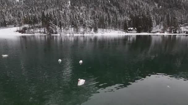Dzikie Łabędzie Pływają Zimie Jeziorze Które Znajduje Się Górach Włoch — Wideo stockowe